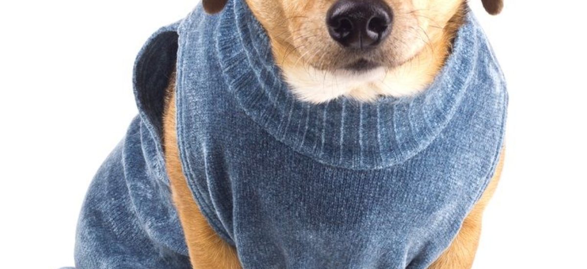 terminado Cartas credenciales Documento Cómo hacer ropa para perros en casa? | Consumer