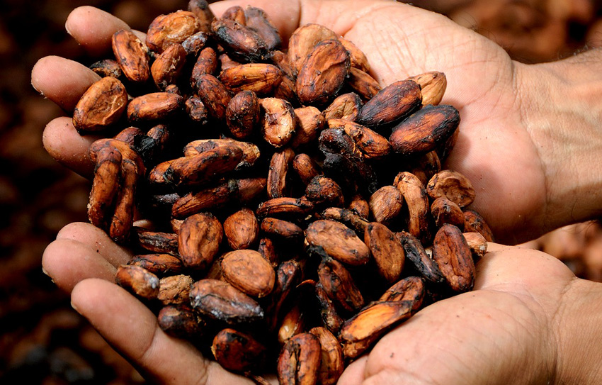 Tren la patata, el tomate, el tabaco, el maíz y el cacao...