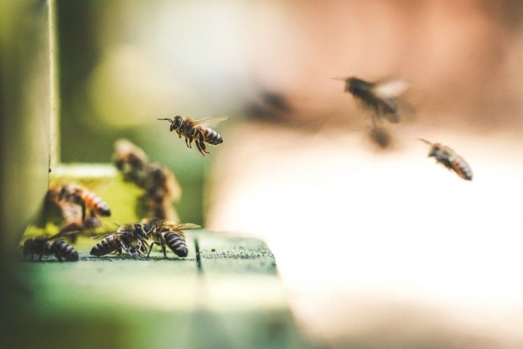 Img animales abejas art