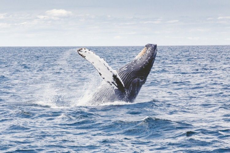 Img animales ballenas art