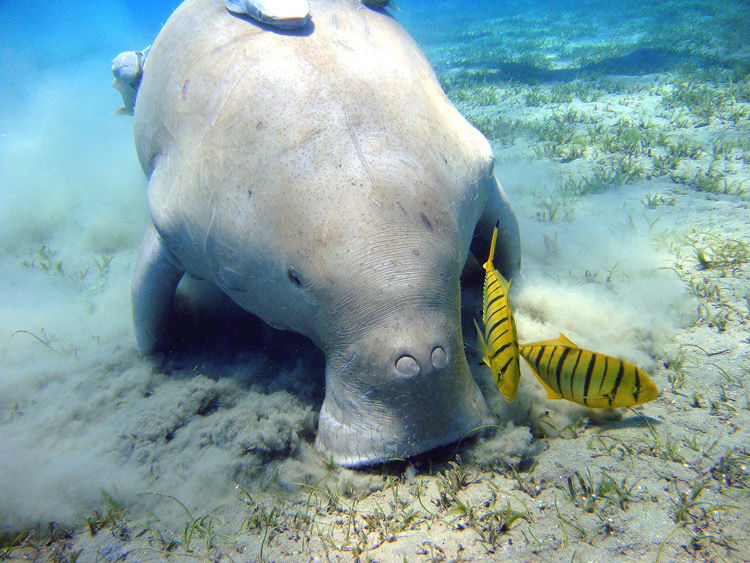 Img dugong