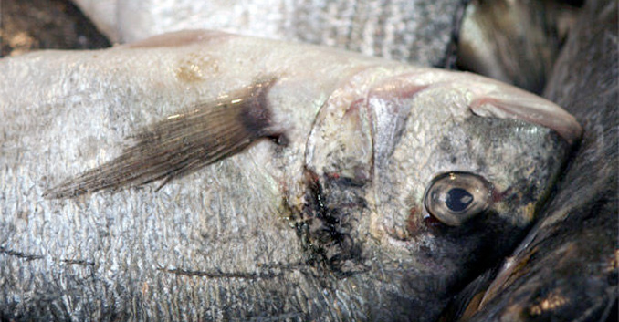 Técnicas básicas de cocina: Elegir pescado blanco o azul