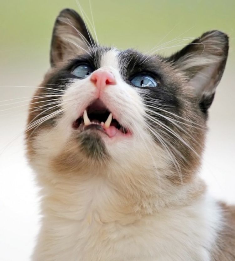 Qué es la terapia con feromonas para gatos estresados? - Tiendanimal
