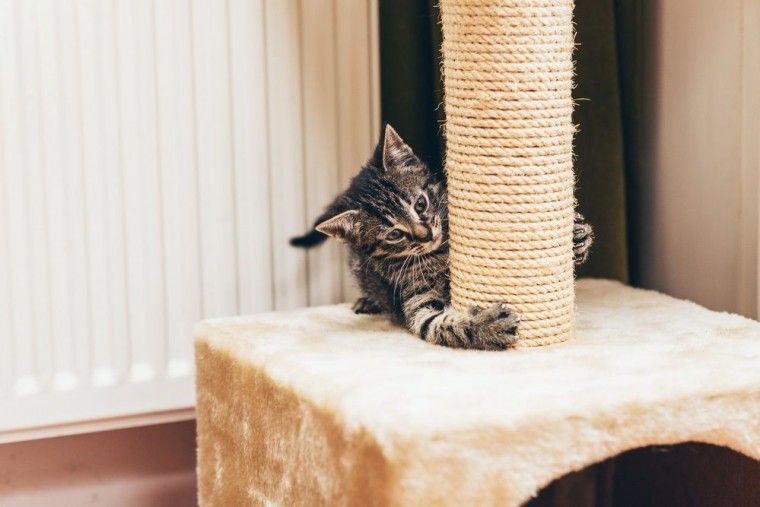 5 trucos para que el gato no arañe los muebles | Consumer
