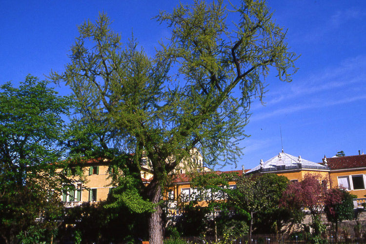 Img ginkgo biloba padua