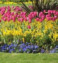 Img jardin tulipanes art 