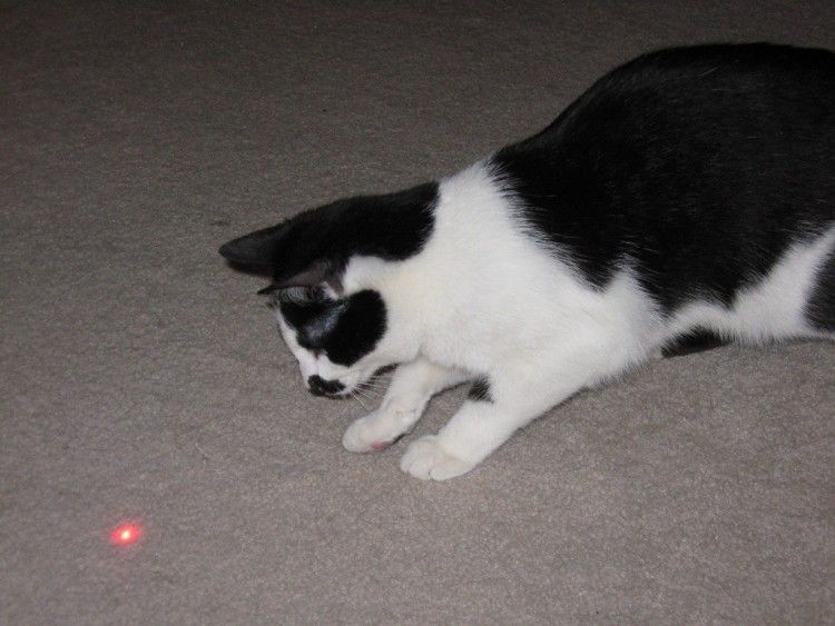 Es bueno jugarles con laser a los gatos?
