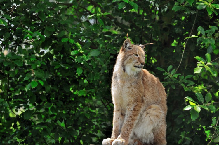 Img lince iberico