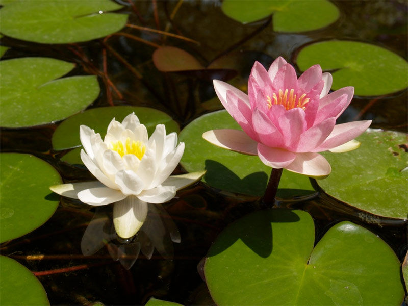 Plantas Acuaticas Consumer