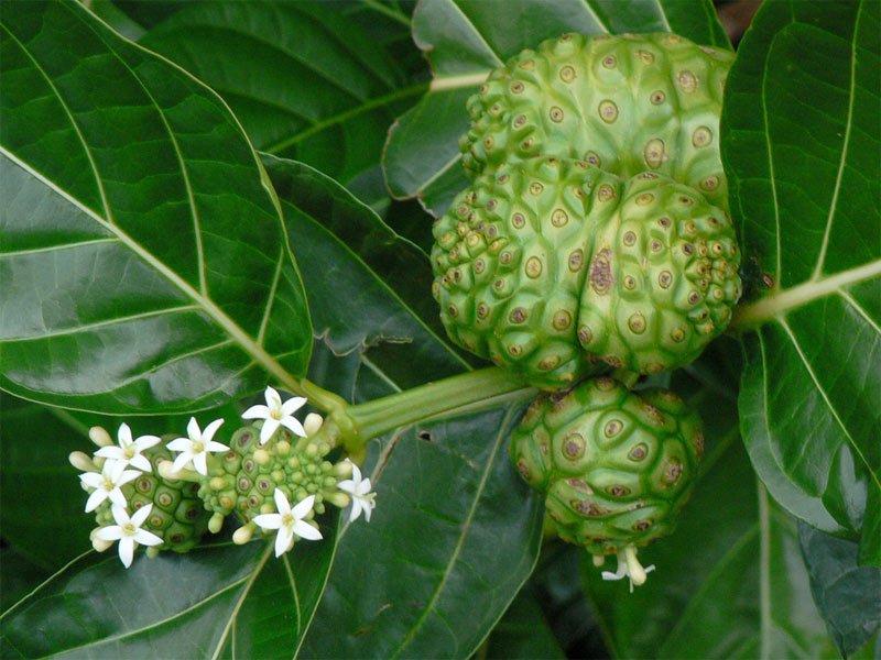 Las Hojas De Noni Aptas Para Infusiones Consumer