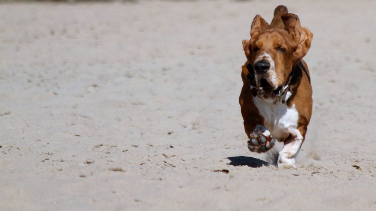 Por Que Es Peligroso Que Mi Perro Sea Obeso Consumer