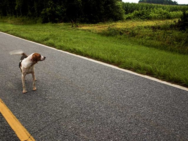 Perros Abandonados En Verano Que Hacer Si Me Encuentro Uno Consumer