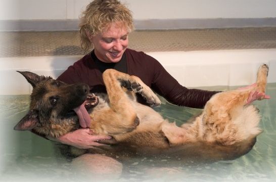 Fisioterapia Para Perros Recuperar La Forma Tras Una Operacion Consumer