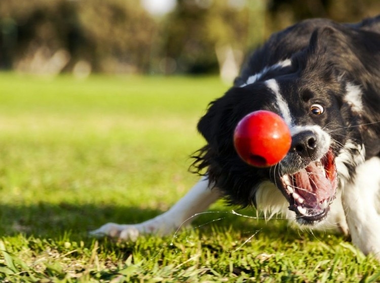 12 divertidos juegos para que niños y perros estrechen sus vínculos