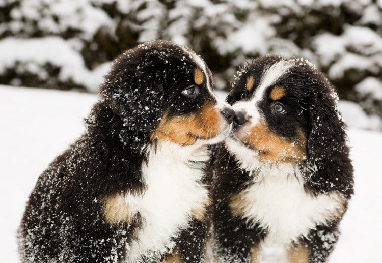 Trucos para perros calientes: 7 maneras de mejorar el perro caliente