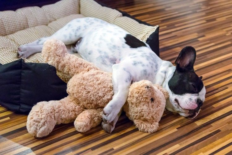 Por qué los perros adoran unos juguetes e ignoran otros?