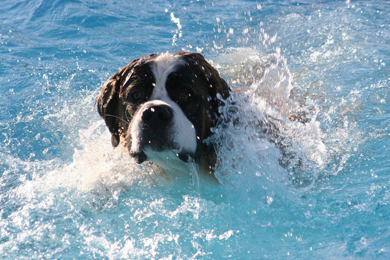 Img perros nadadores rescate agua salvamentos martimos web