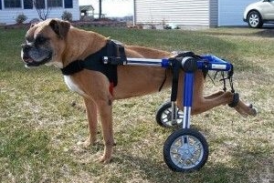 Carritos para perros, unas ruedas para canes que las necesitan