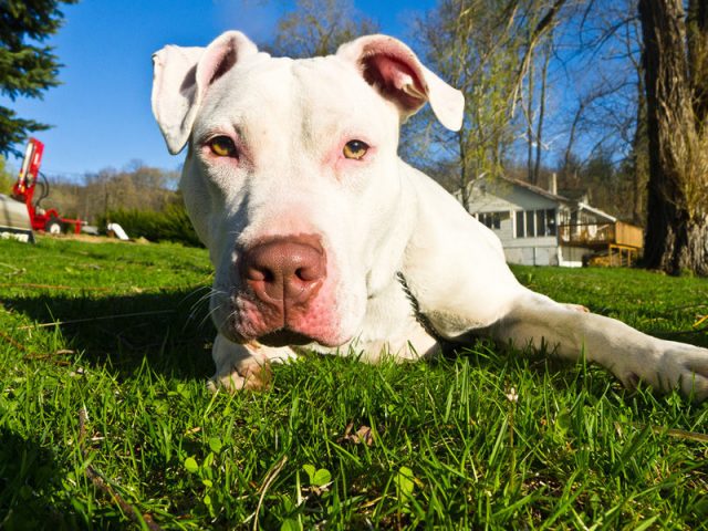 Cinco Mentiras Sobre Los Perros Sordos Que Necesita Conocer Consumer