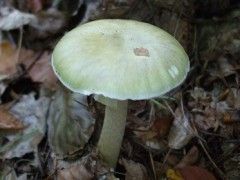 Img phalloides1