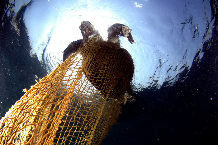 Pesca De Captura Food And Agriculture Organization Of The United