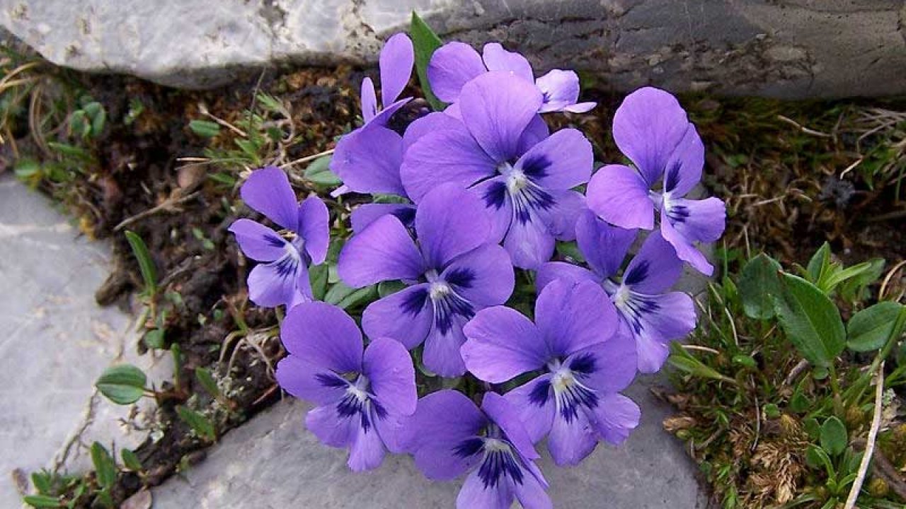 La violeta, una pequeña planta muy perfumada  Consumer